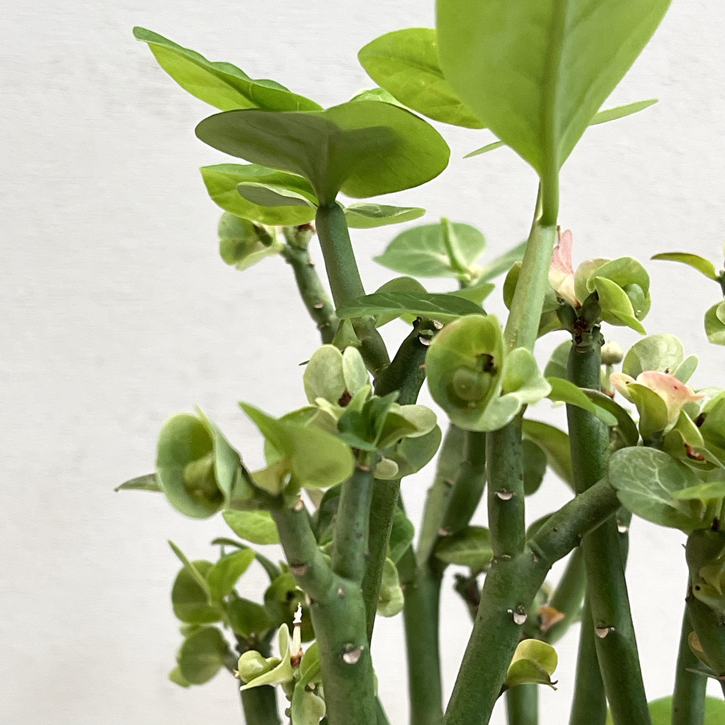 Euphorbia Phosphorea